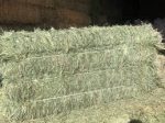 Timothy Hay 3- String Bale  110-120lb For Sale