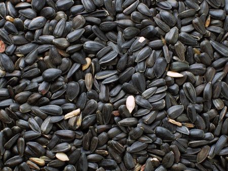 Black Oil Sunflower Seeds AGF Various Sizes Hot on Sale