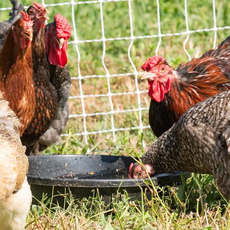 Rubber Livestock Feeding Pans Multiple Styles with or without handles on Sale