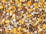 Versele-Laga Classic Pigeon Food Blends 15% Popcorn 50 lb Online Sale