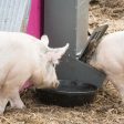 Rubber Livestock Feeding Pans Multiple Styles with or without handles on Sale