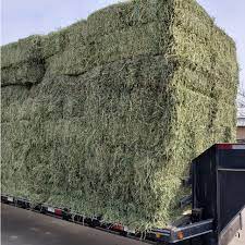 Alfalfa Hay  3 String Bales weighing 110lb Fashion